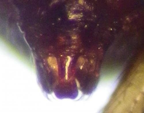 Réf. 270 760 : Palliduphantes pallidus